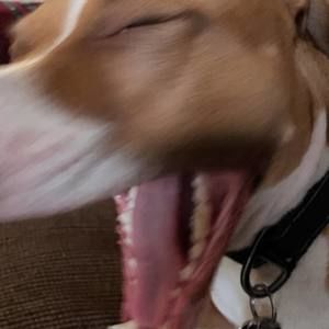 Meet your Posher, Paige